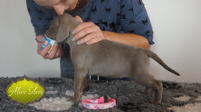 Miot A — Puppies Weimaraners Litter A/30 Days
