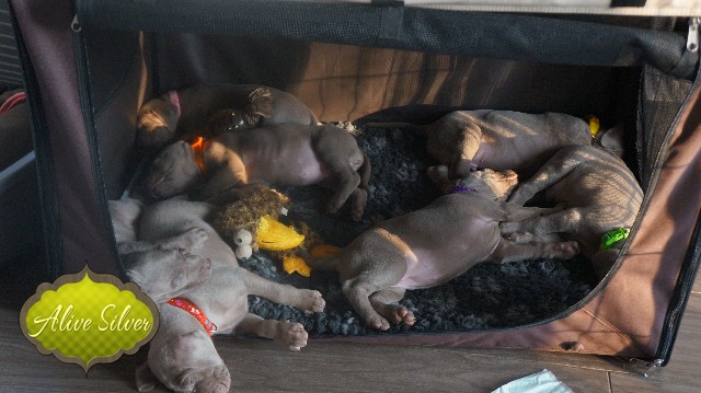 Miot A — Puppies Weimaraners Litter A/30 Days