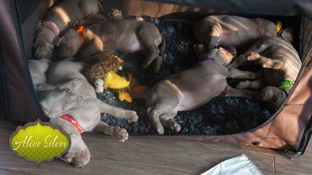 Miot A — Puppies Weimaraners Litter A/30 Days