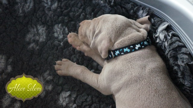 Miot A — Puppies Weimaraners Litter A/30 Days