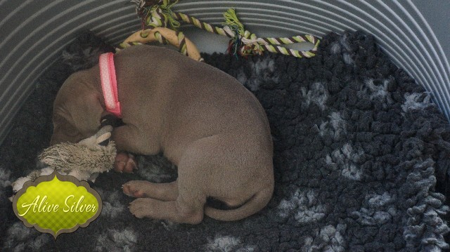 Miot A — Puppies Weimaraners Litter A/30 Days