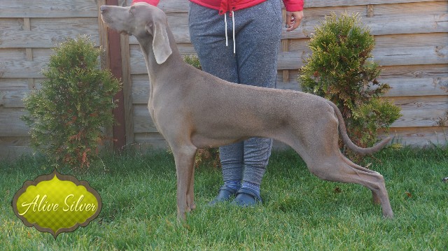 Miot A — Puppies Weimaraners Litter A/30 Days
