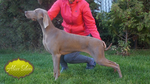 Miot A — Puppies Weimaraners Litter A/30 Days