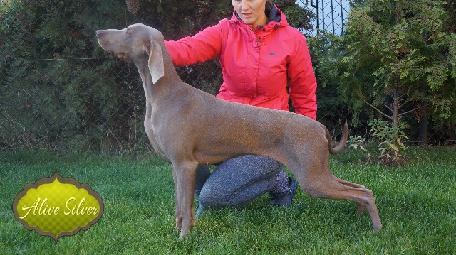 Miot A — Puppies Weimaraners Litter A/30 Days