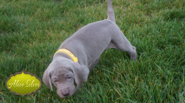 Miot A — Puppies Weimaraners Litter A/30 Days