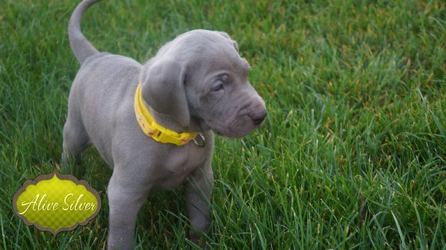 Miot A — Puppies Weimaraners Litter A/30 Days