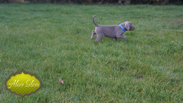 Miot A — Puppies Weimaraners Litter A/30 Days