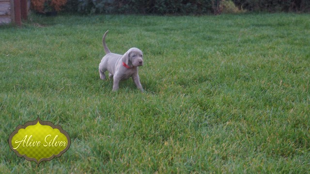 Miot A — Puppies Weimaraners Litter A/30 Days
