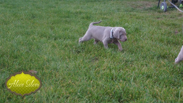 Miot A — Puppies Weimaraners Litter A/30 Days