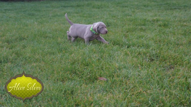 Miot A — Puppies Weimaraners Litter A/30 Days