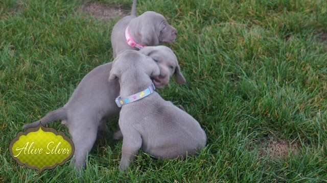 Miot A — Puppies Weimaraners Litter A/30 Days