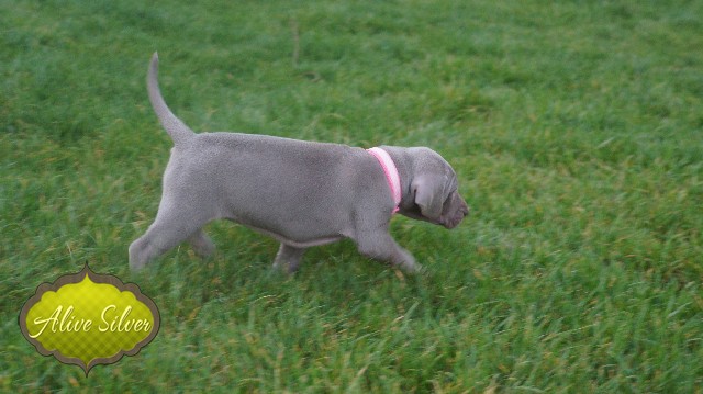 Miot A — Puppies Weimaraners Litter A/30 Days