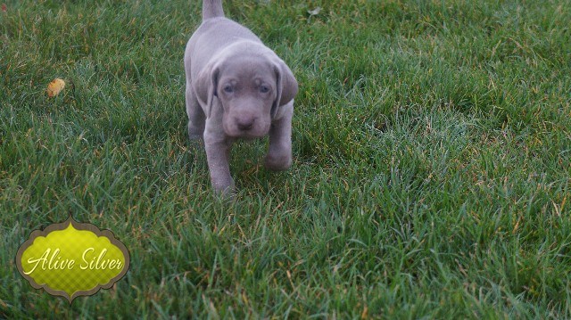 Miot A — Puppies Weimaraners Litter A/30 Days