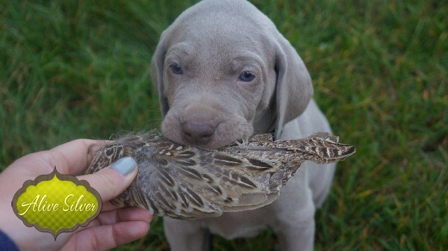 Miot A — Puppies Weimaraners Litter A/30 Days