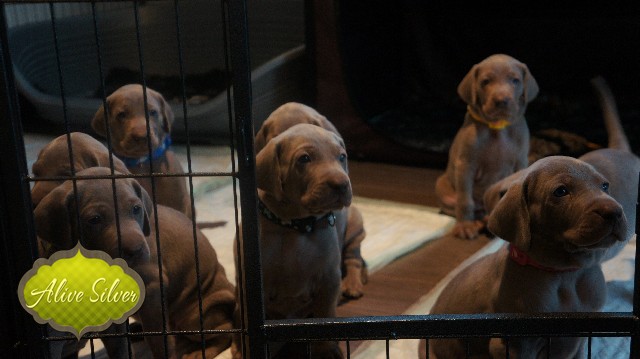 Miot A — Puppies Weimaraners Litter A/30 Days