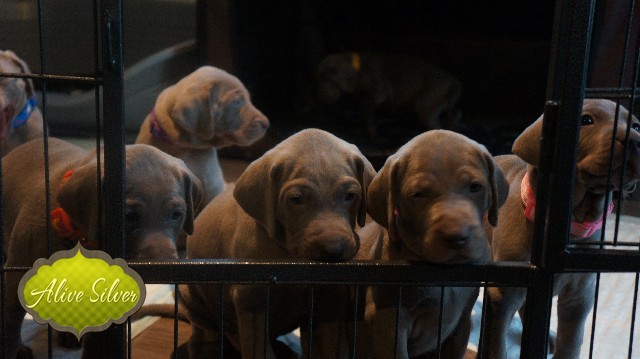 Miot A — Puppies Weimaraners Litter A/30 Days