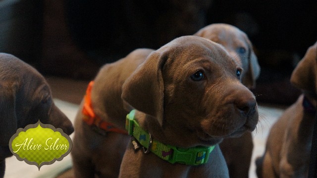 Miot A — Puppies Weimaraners Litter A/30 Days