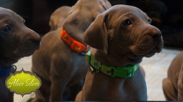 Miot A — Puppies Weimaraners Litter A/30 Days