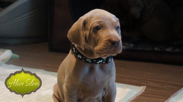 Miot A — Puppies Weimaraners Litter A/30 Days
