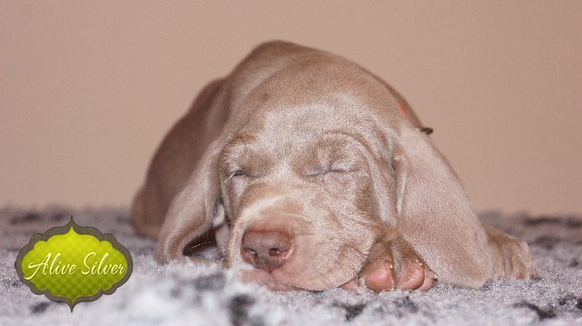 Miot A — Puppies Weimaraners Litter A/40 Days