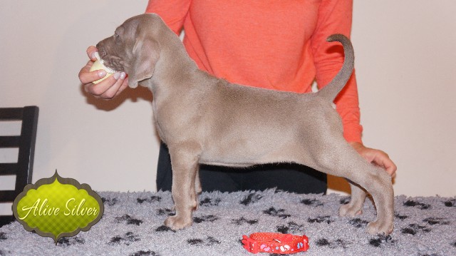 Miot A — Puppies Weimaraners Litter A/40 Days