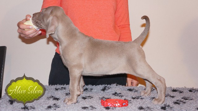 Miot A — Puppies Weimaraners Litter A/40 Days