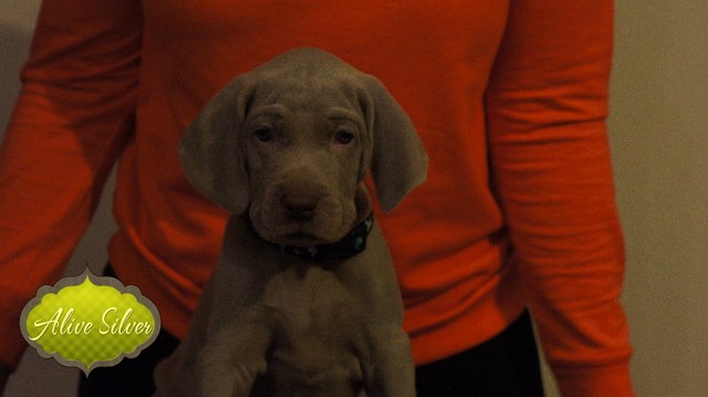 Miot A — Puppies Weimaraners Litter A/40 Days