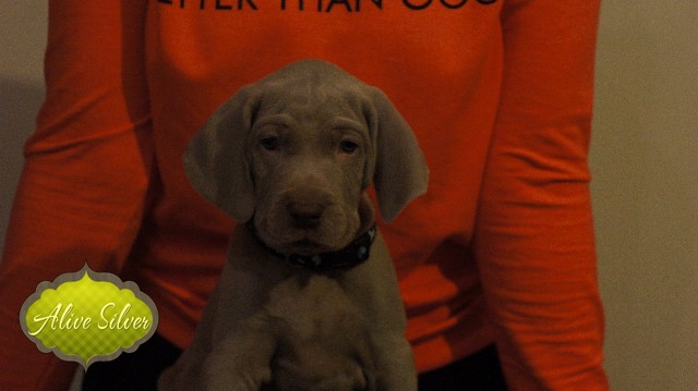 Miot A — Puppies Weimaraners Litter A/40 Days