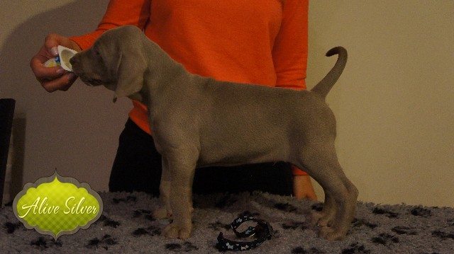 Miot A — Puppies Weimaraners Litter A/40 Days