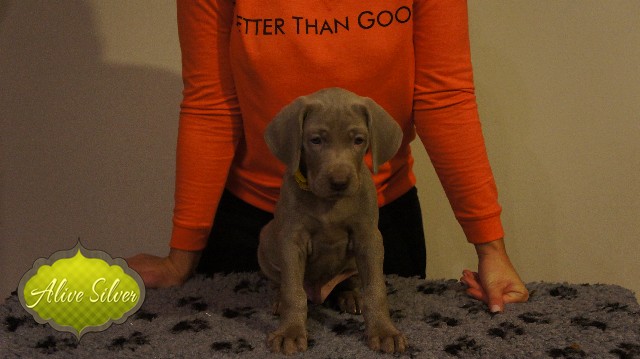 Miot A — Puppies Weimaraners Litter A/40 Days