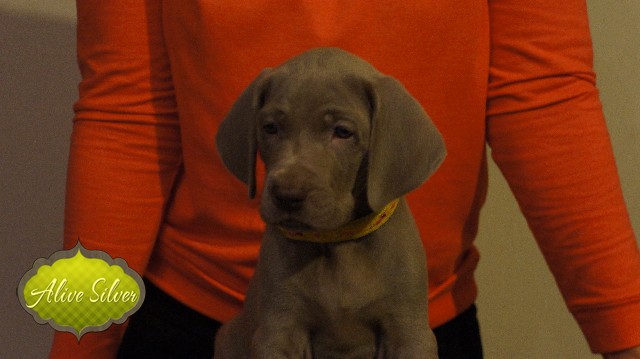 Miot A — Puppies Weimaraners Litter A/40 Days