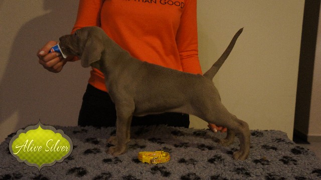 Miot A — Puppies Weimaraners Litter A/40 Days