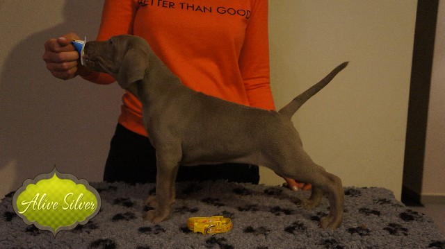 Miot A — Puppies Weimaraners Litter A/40 Days