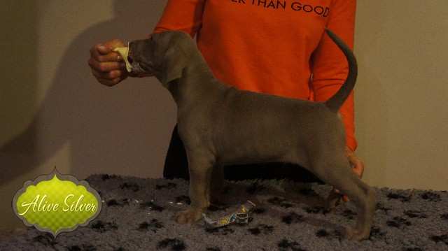 Miot A — Puppies Weimaraners Litter A/40 Days