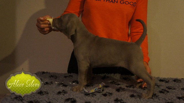 Miot A — Puppies Weimaraners Litter A/40 Days