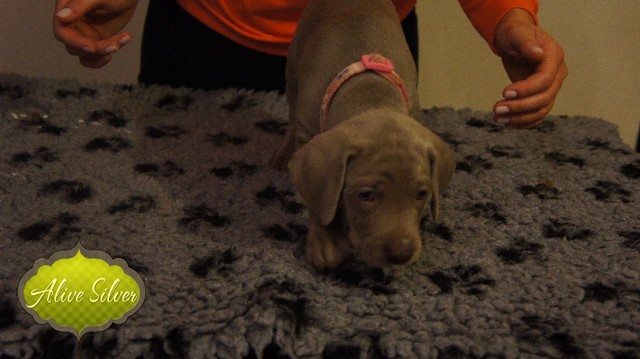 Miot A — Puppies Weimaraners Litter A/40 Days