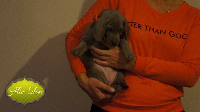 Miot A — Puppies Weimaraners Litter A/40 Days