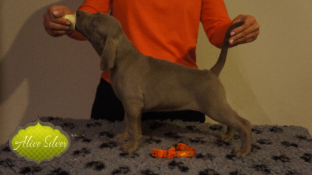 Miot A — Puppies Weimaraners Litter A/40 Days