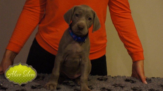 Miot A — Puppies Weimaraners Litter A/40 Days
