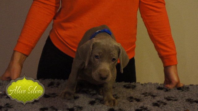 Miot A — Puppies Weimaraners Litter A/40 Days