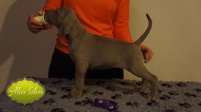 Miot A — Puppies Weimaraners Litter A/40 Days