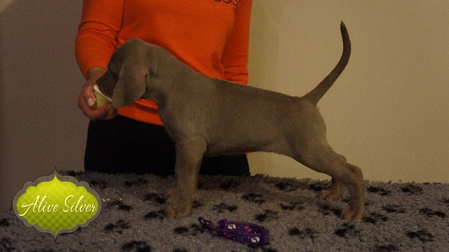 Miot A — Puppies Weimaraners Litter A/40 Days
