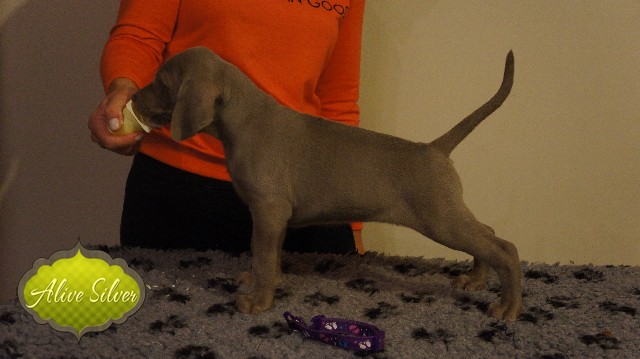 Miot A — Puppies Weimaraners Litter A/40 Days