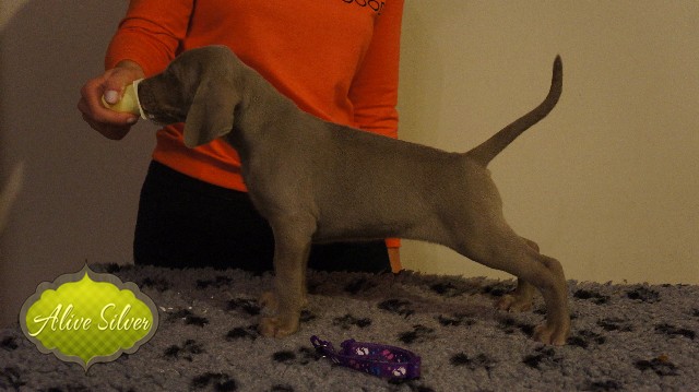 Miot A — Puppies Weimaraners Litter A/40 Days