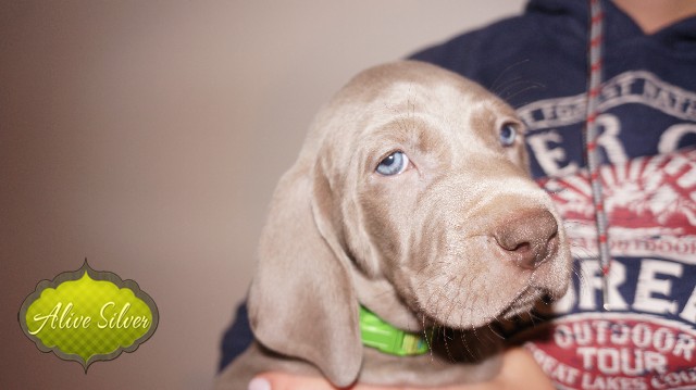 Miot A — Puppies Weimaraners Litter A/40 Days