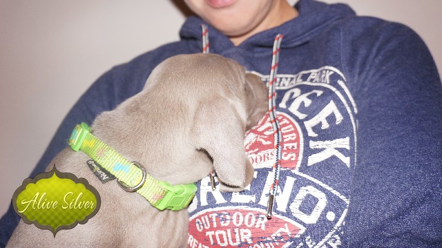 Miot A — Puppies Weimaraners Litter A/40 Days