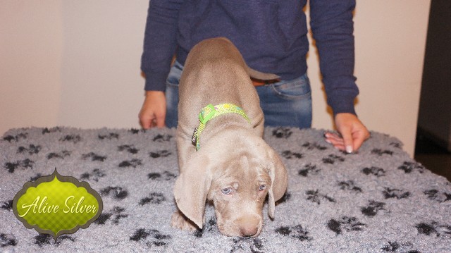 Miot A — Puppies Weimaraners Litter A/40 Days
