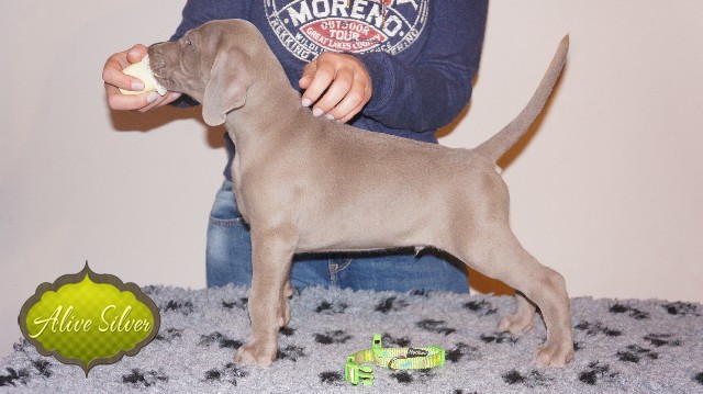 Miot A — Puppies Weimaraners Litter A/40 Days