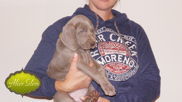Miot A — Puppies Weimaraners Litter A/40 Days