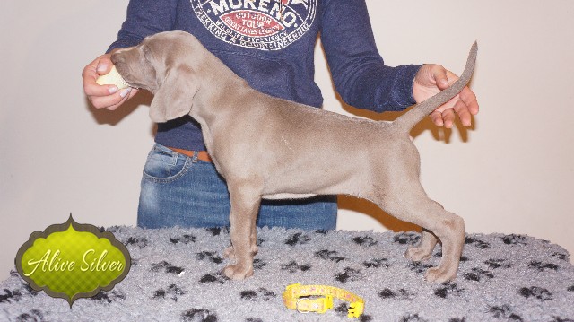 Miot A — Puppies Weimaraners Litter A/40 Days